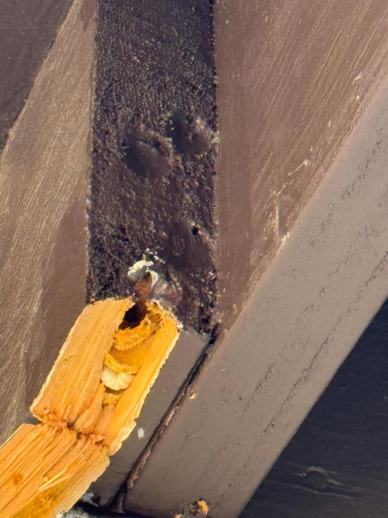 Protect Cedar Siding From Tunnels