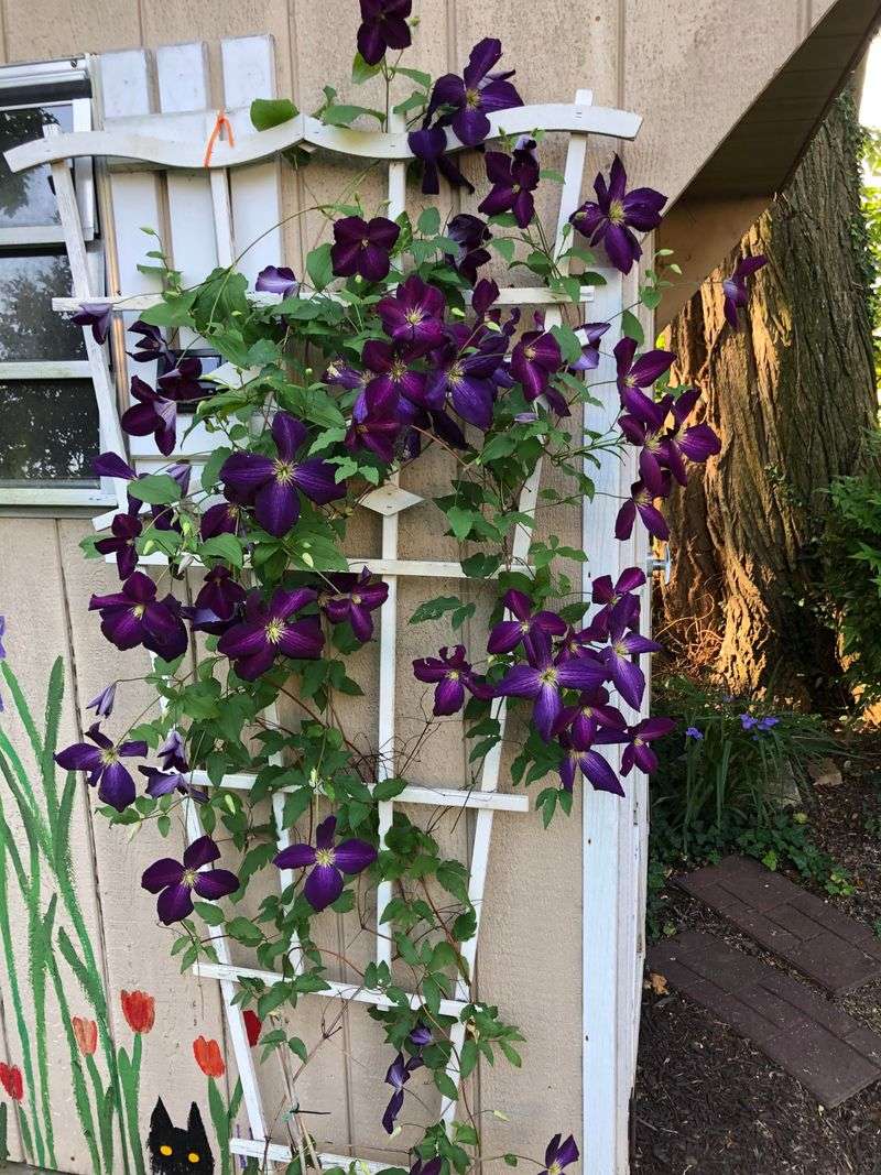 Protect Clematis From Harsh Afternoon Heat