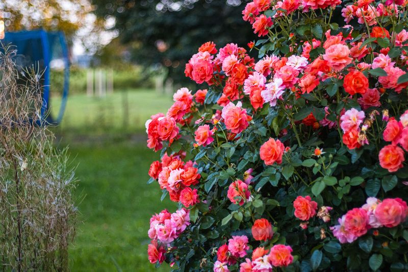 Protect Delicate Fruits And Flowers Protect Delicate Fruits And Flowers