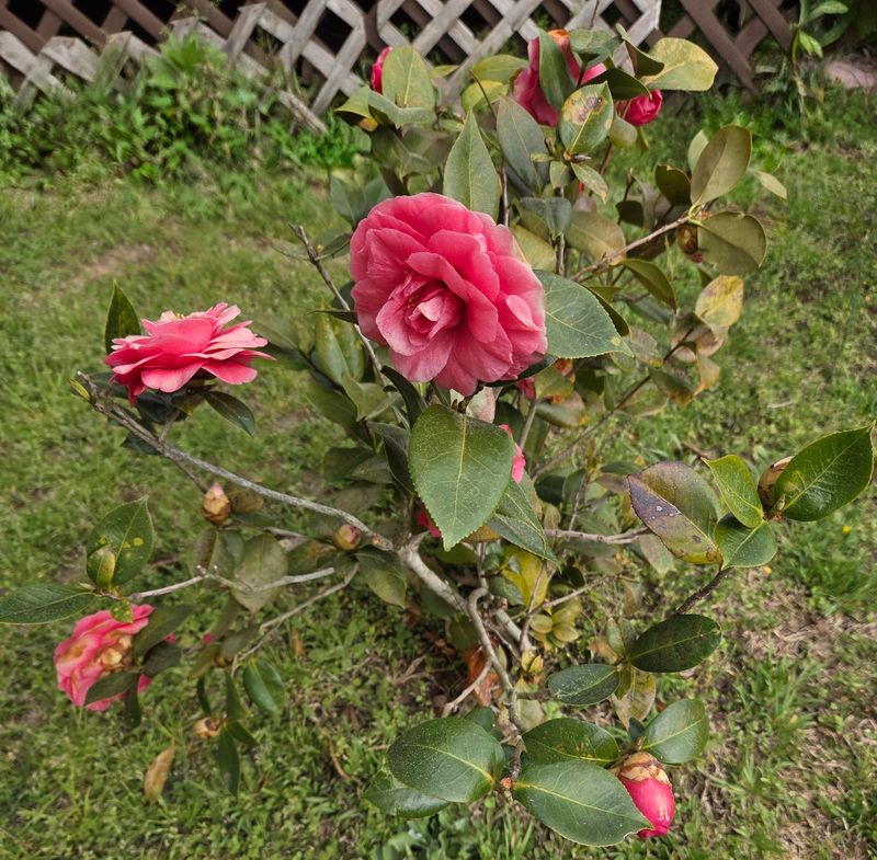 Protect Developing Buds From Prolonged Heat Stress