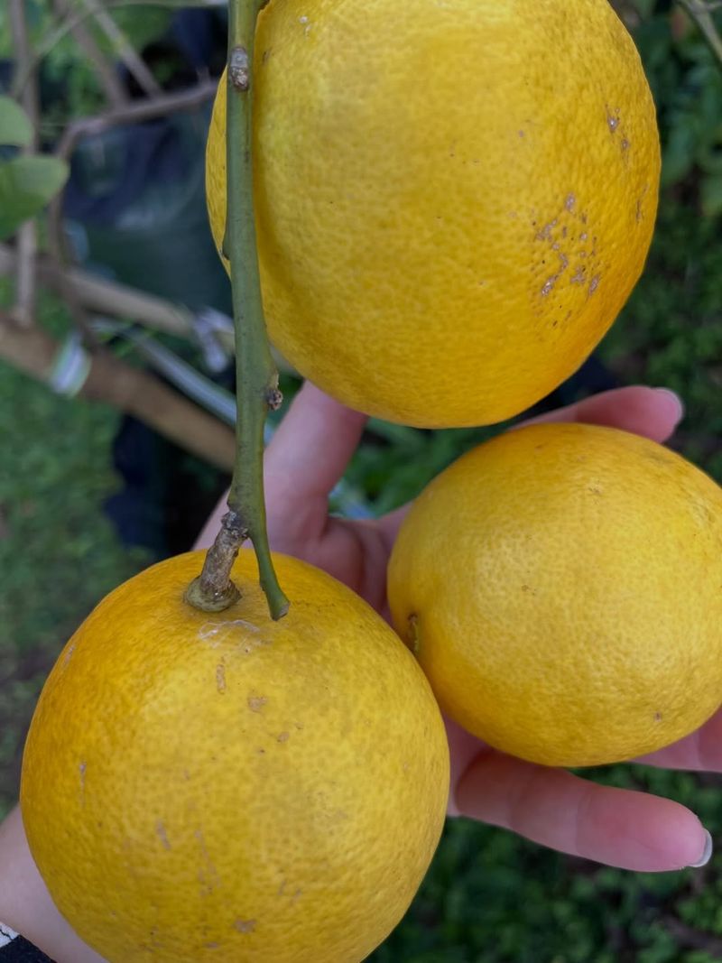 Protect Developing Fruit From Extreme Heat