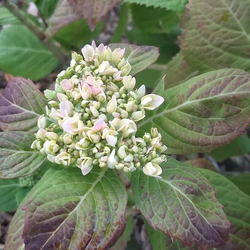 Protect Existing Flower Buds From Unnecessary Pruning