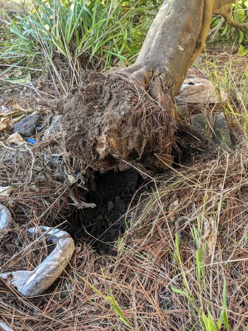 Protect Exposed Roots And Bare Soil From The Upcoming Heat Protect Exposed Roots And Bare Soil From The Upcoming Heat