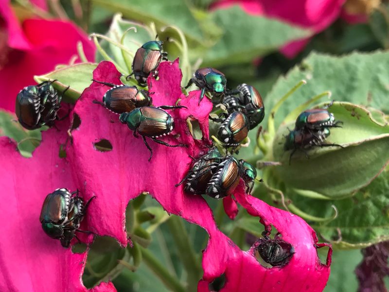 Protect Flowers Without Spraying Every Insect