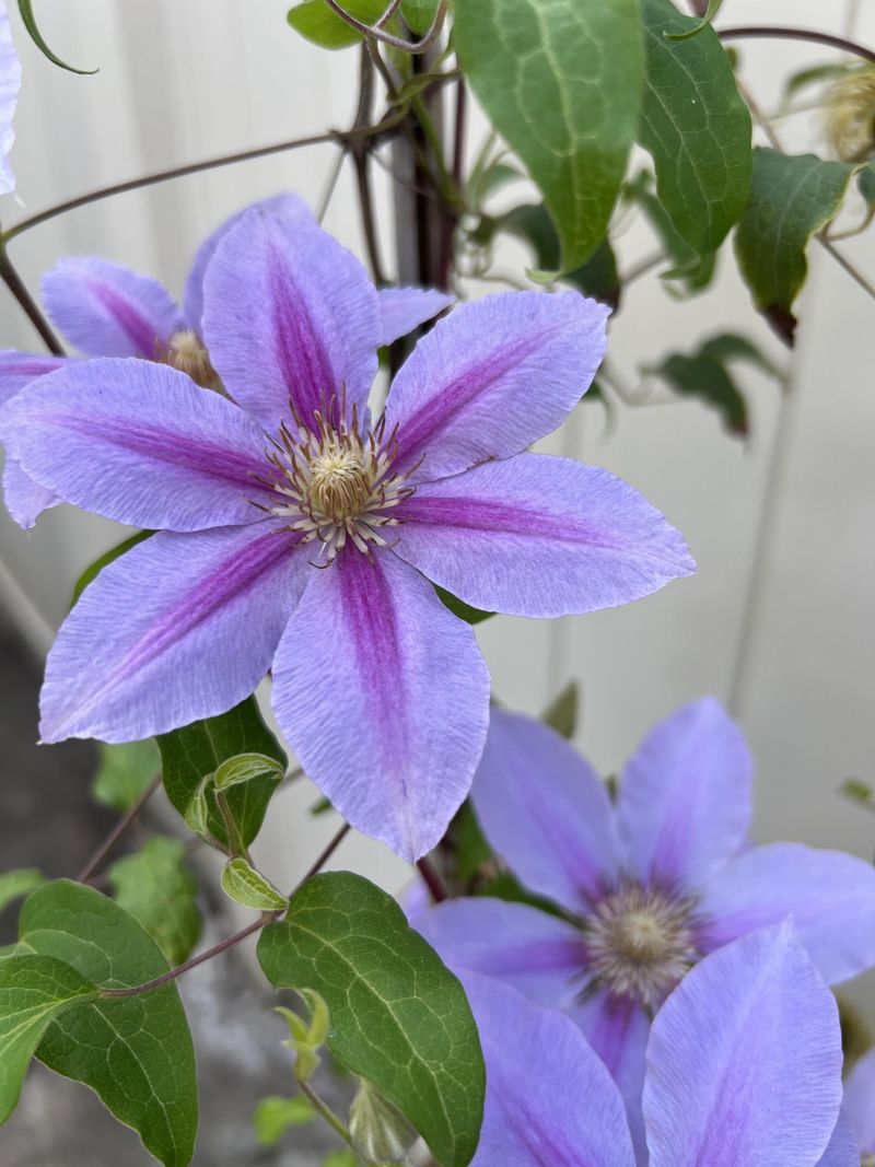 Protect Fragile Stems From Breakage