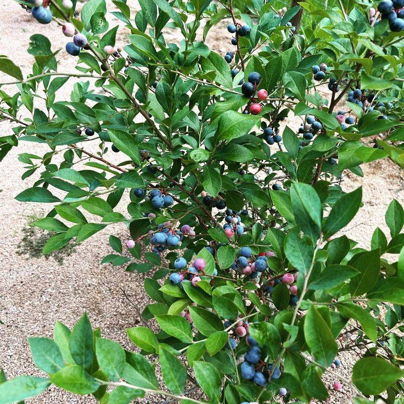 Protect Healthy Leaves Through Summer