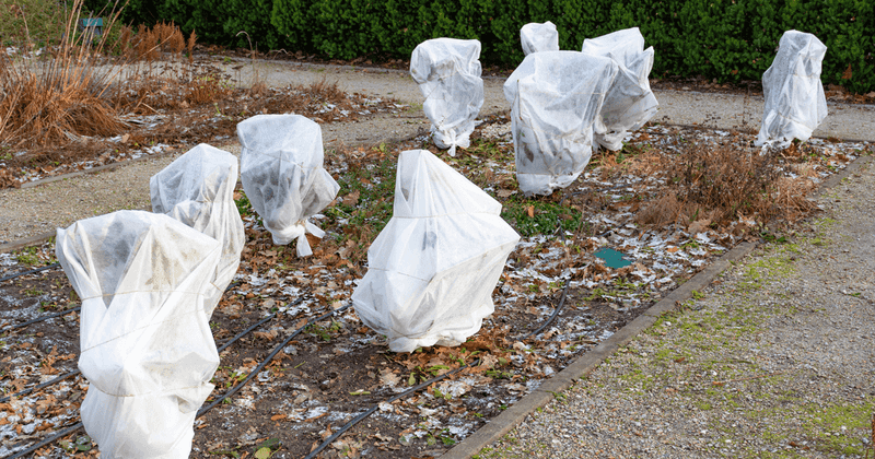 Protect Late Blooms When Cool October Nights Arrive Protect Late Blooms When Cool October Nights Arrive