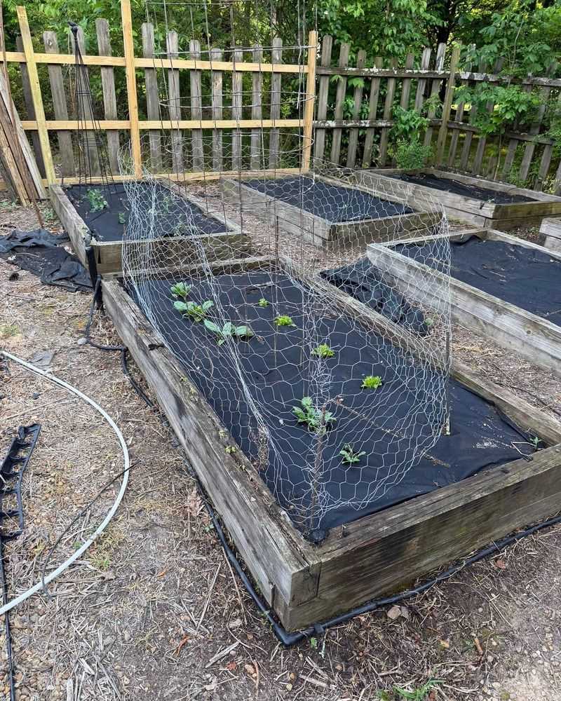 Protect Lettuce And Beans First Protect Lettuce And Beans First
