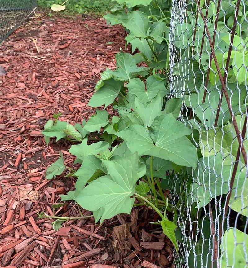 Protect Nearby Crops From Smothering Shade