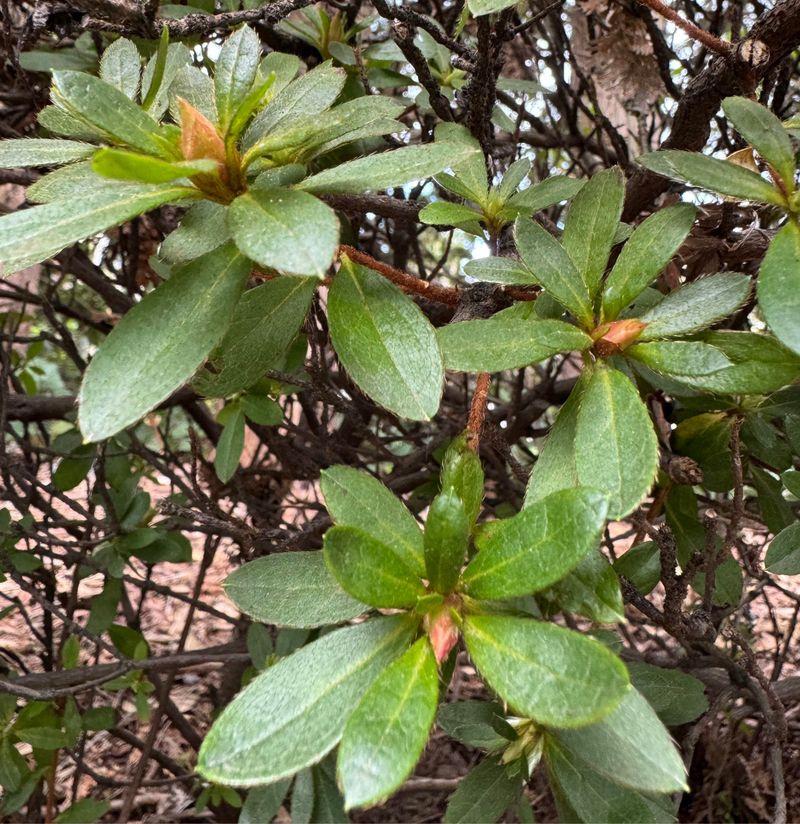 Protect Next Season's Buds Before You Prune Too Late