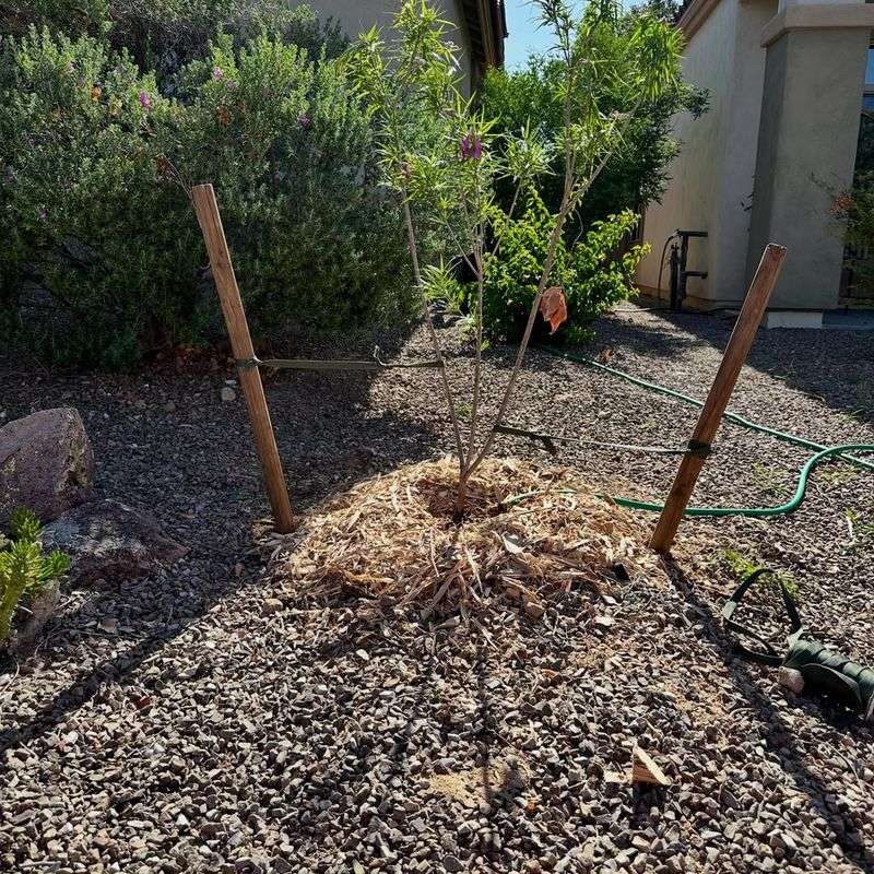 Protect Root Zones With A Layer Of Mulch