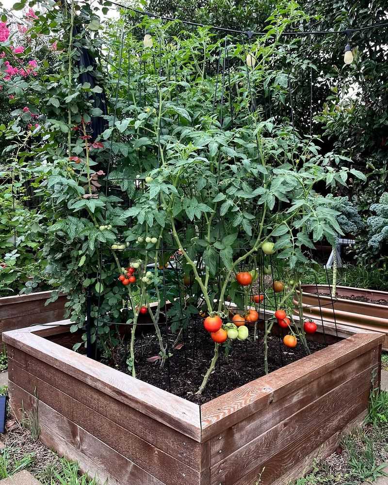 Protect Roots From Scorching Temperatures