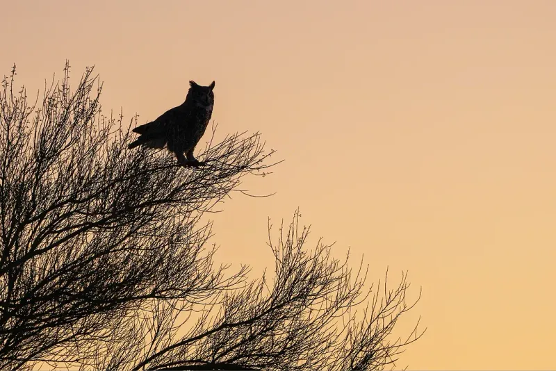 Protect Small Pets When Owls Are Active
