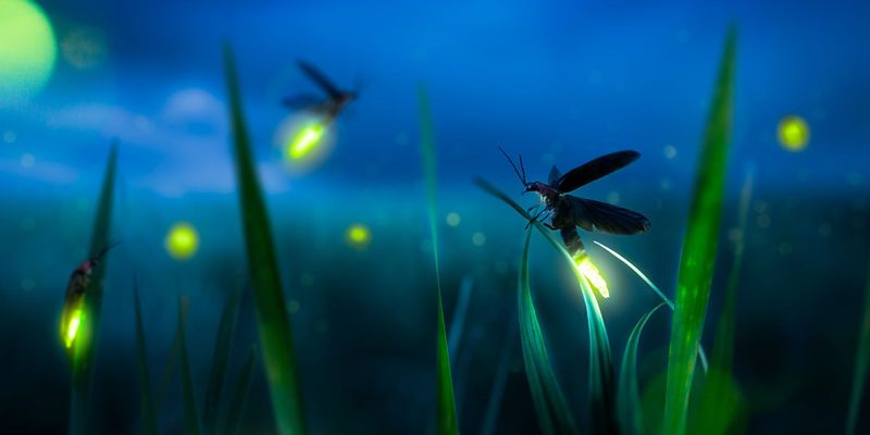 Protect Snails And Soft-Bodied Insects Fireflies Need