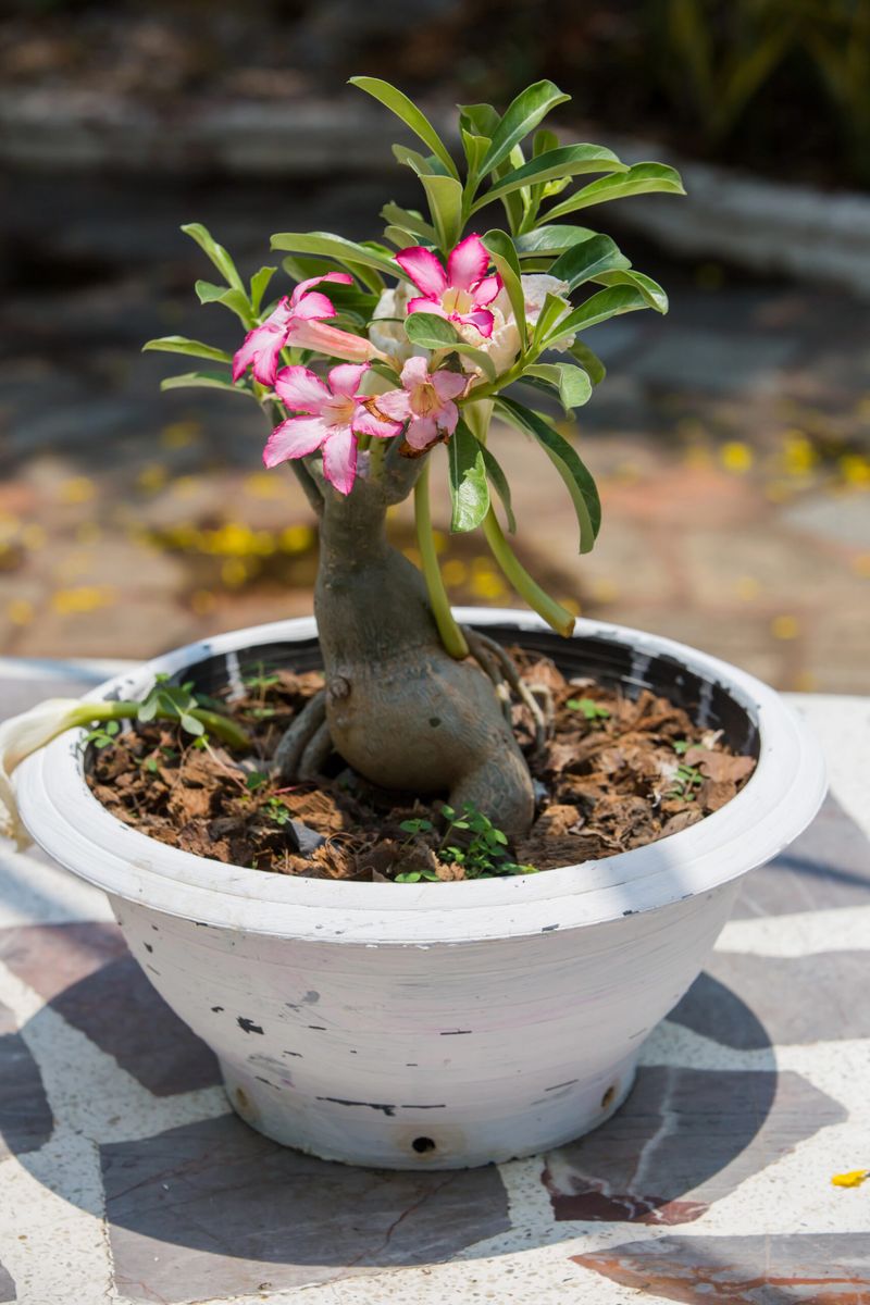 Protect The Pot From Rainy Season Soaking Protect The Pot From Rainy Season Soaking