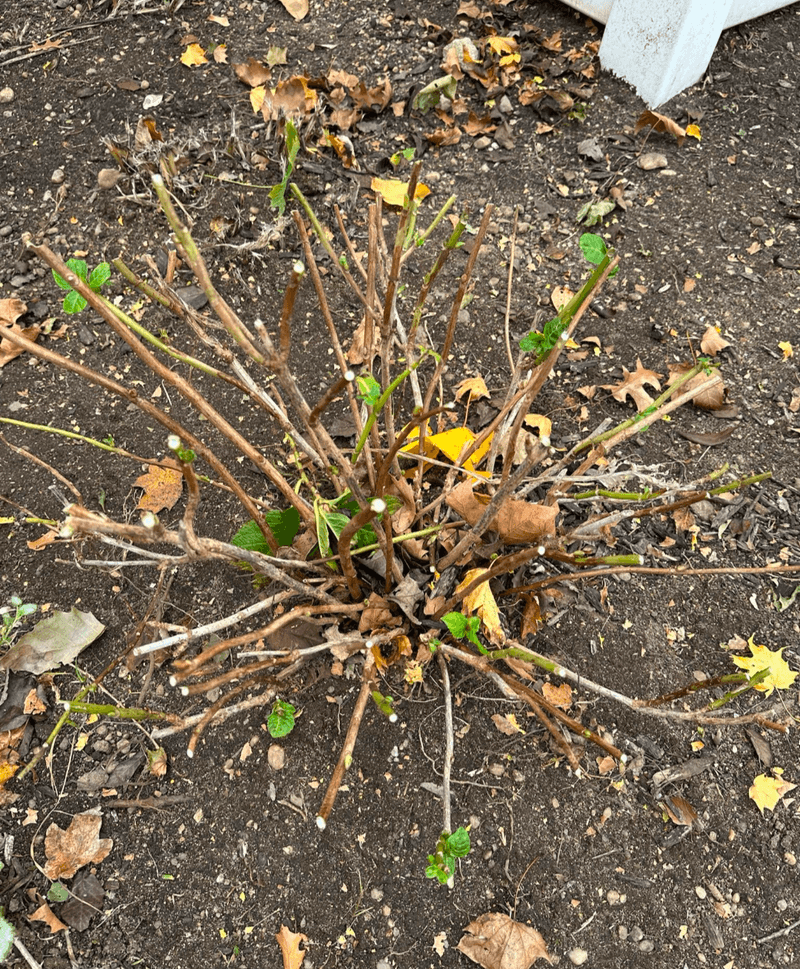 Protect Young And Bigleaf Hydrangeas In Winter