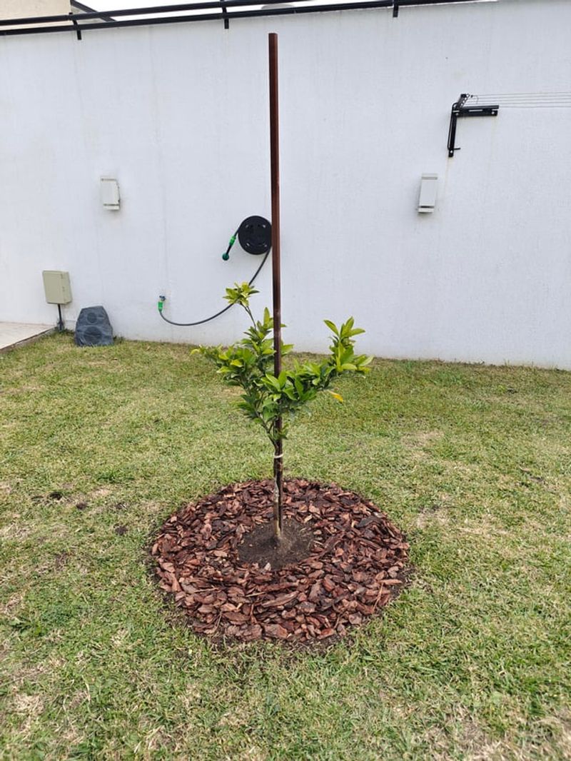 Protect Young Citrus Roots With Deep Organic Cover