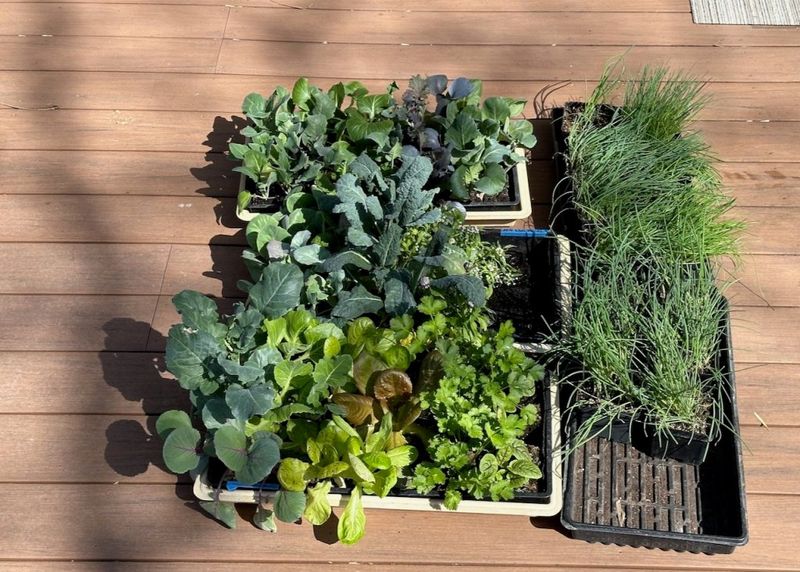 Protect Young Plants From Sudden Downpours