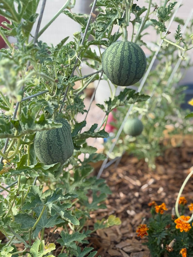 Protect Young Seedlings During Extreme Heat