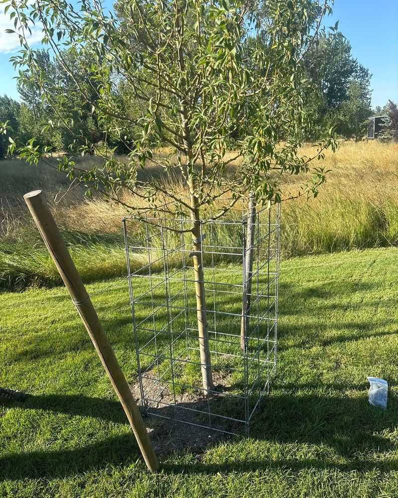 Protect Young Trees With Cages