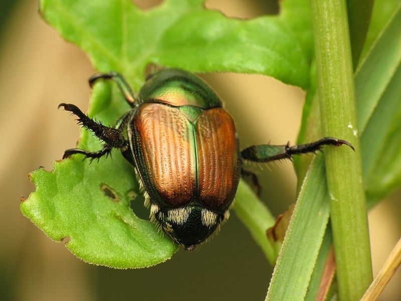 Protect Your Most Vulnerable Plants First