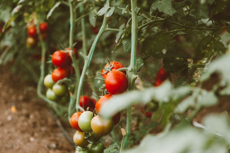 Protect Your Plants From Arkansas Summer Heat