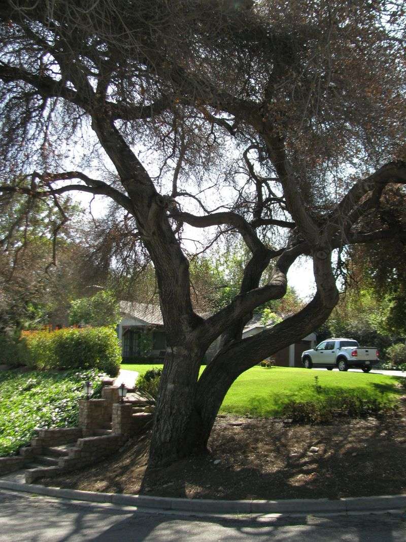 Protected Native Trees Are Different Protected Native Trees Are Different