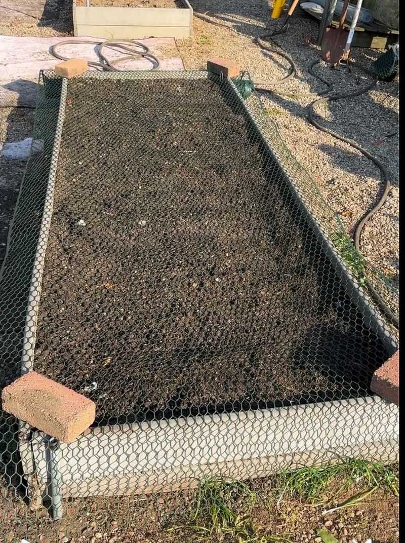 Protecting Garlic Through Missouri Winters Protecting Garlic Through Missouri Winters
