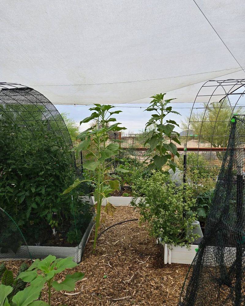 Protecting Young Plants And New Transplants Protecting Young Plants And New Transplants