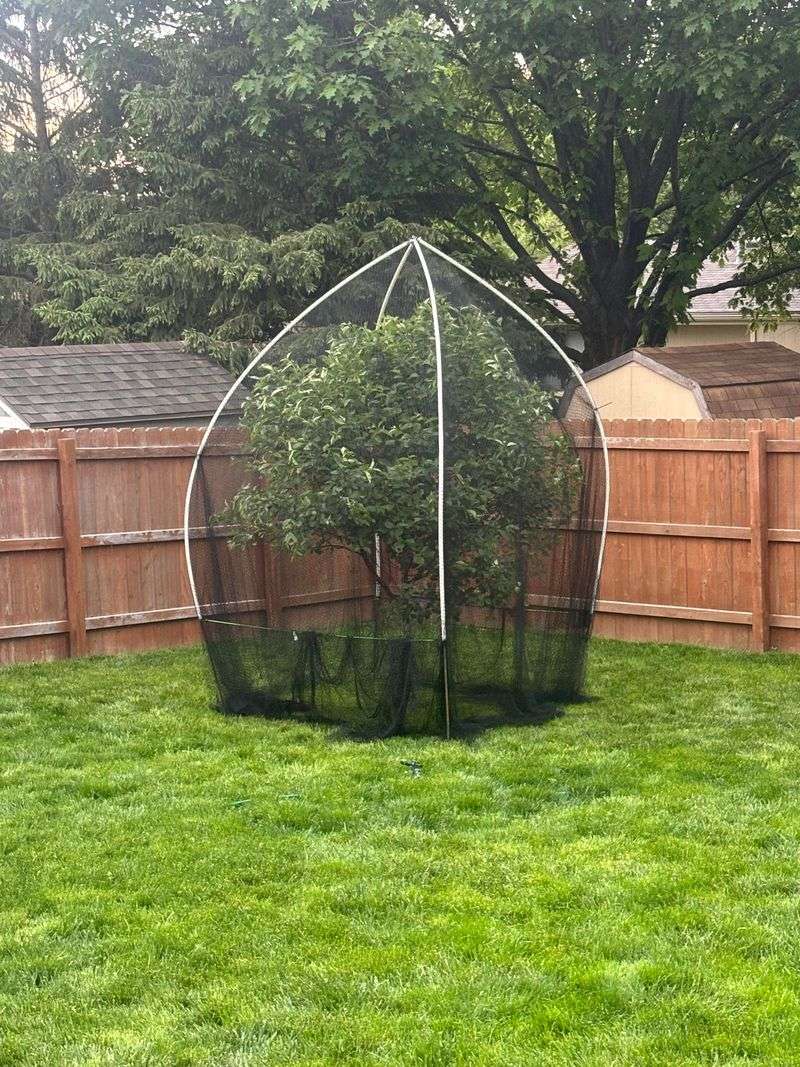 Protecting Young Trees And Shrubs From Cicada Damage