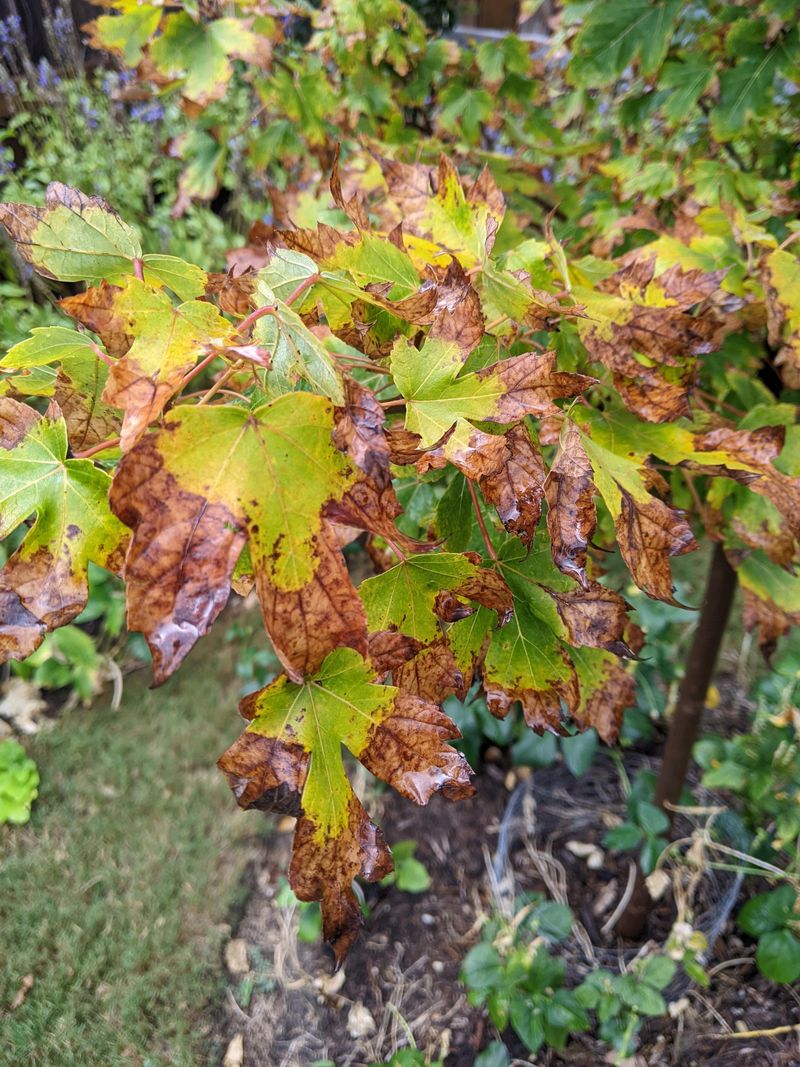 Protecting Your Plants Through The Rest Of Summer