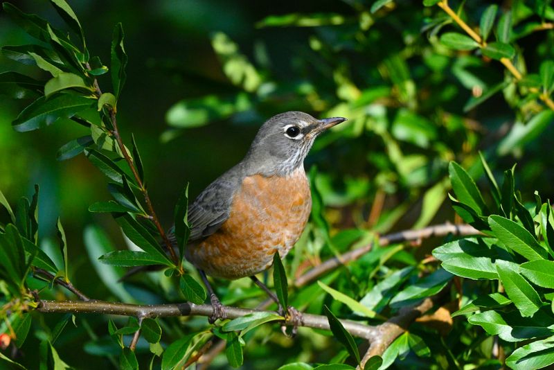 Provide Dense Cover For Birds Provide Dense Cover For Birds