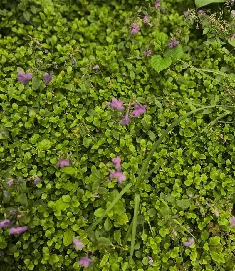 Provide Dense Ground Coverage