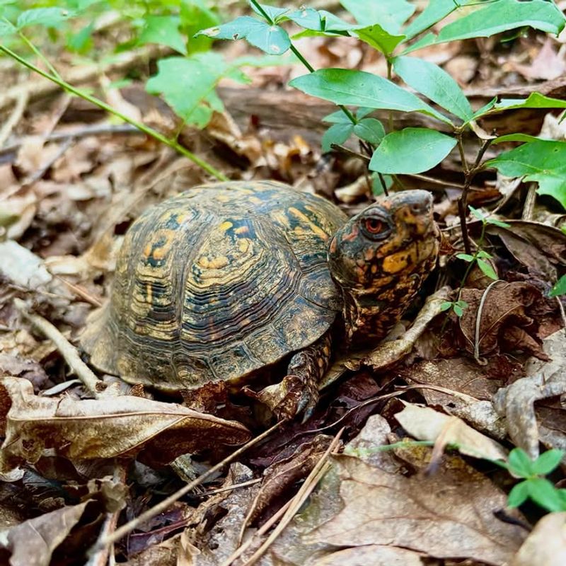 Provide Ground-Level Shelter For Box Turtles