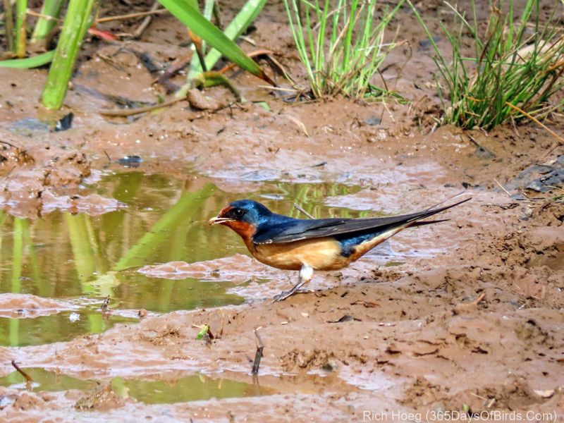 Provide Mud Nearby During Nest Building Season