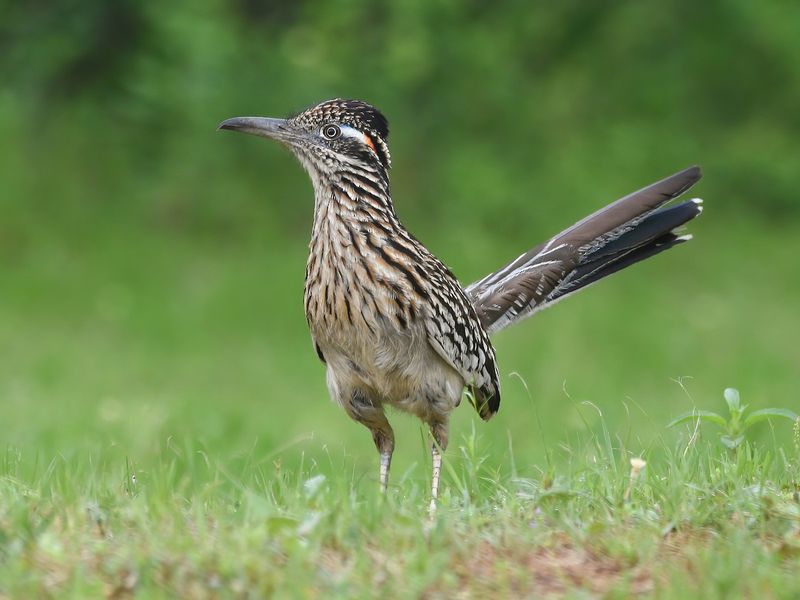 Provide Open Ground For Foraging