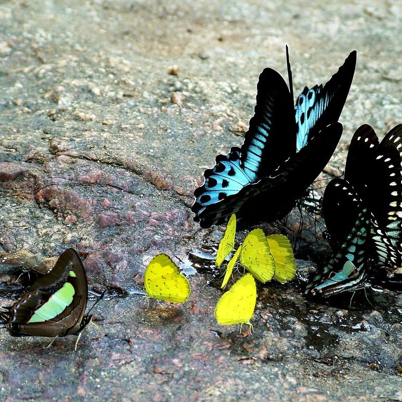 Provide Shallow Water Or Mud-Puddling Spots