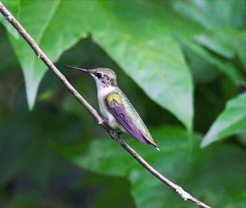 Provide Shelter And Perching Spots Nearby