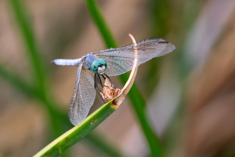 Provide Tall Stems For Resting Dragonflies Provide Tall Stems For Resting Dragonflies