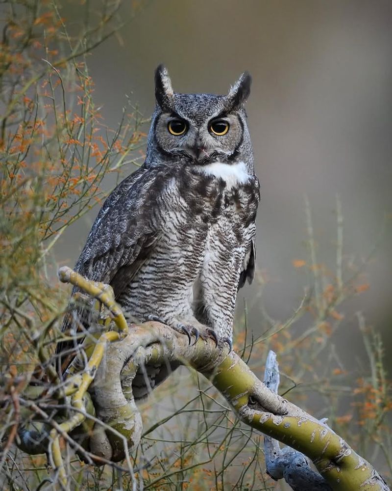 Provide Tall Trees Or Perches