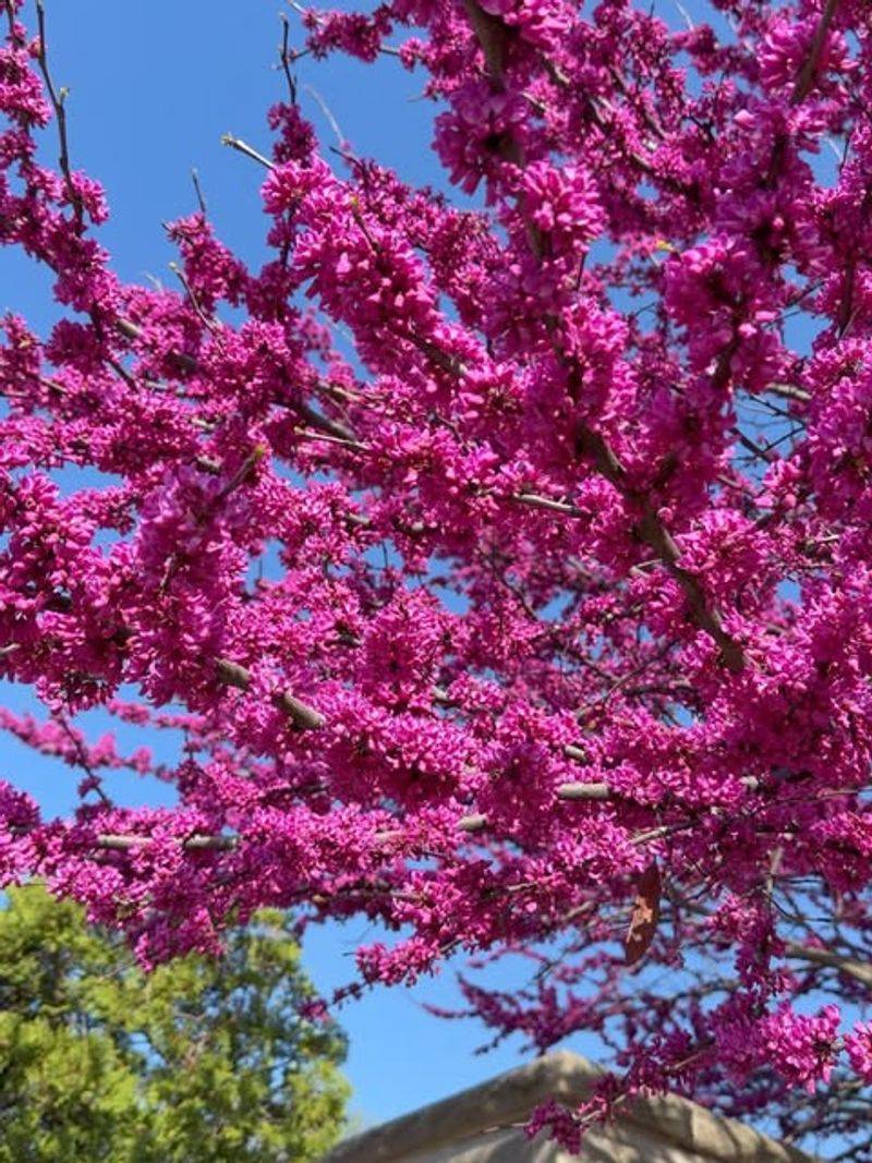 Provide Trees And Shrubs For Shelter Provide Trees And Shrubs For Shelter