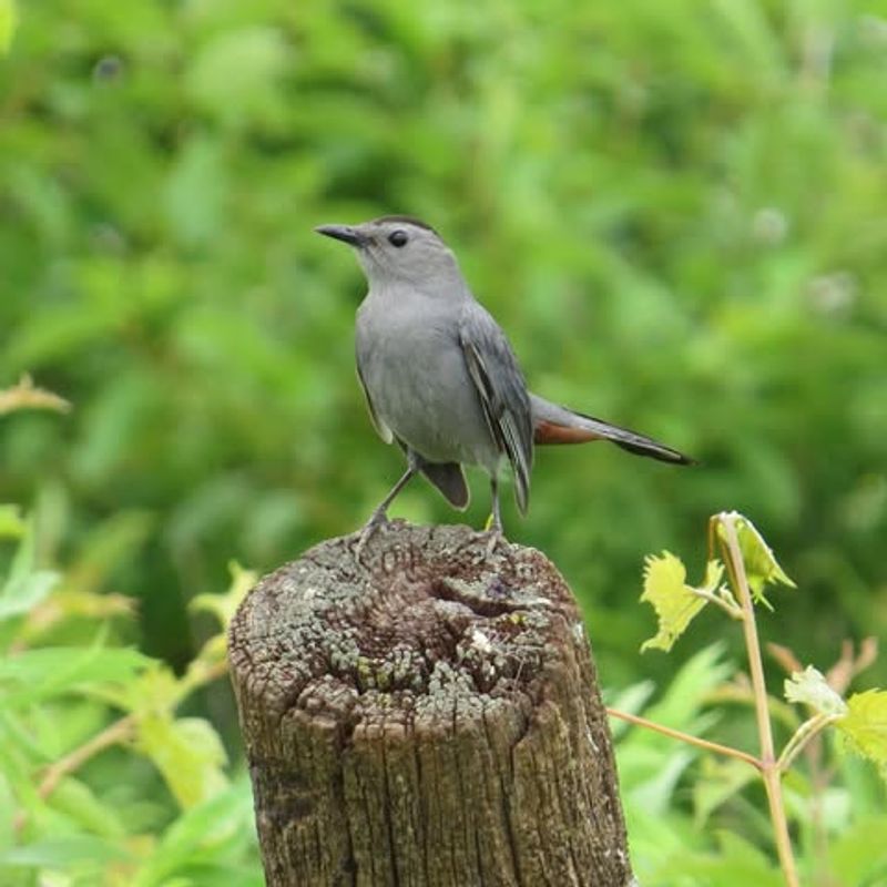Provide Year-Round Habitat For A Balanced Yard Ecosystem