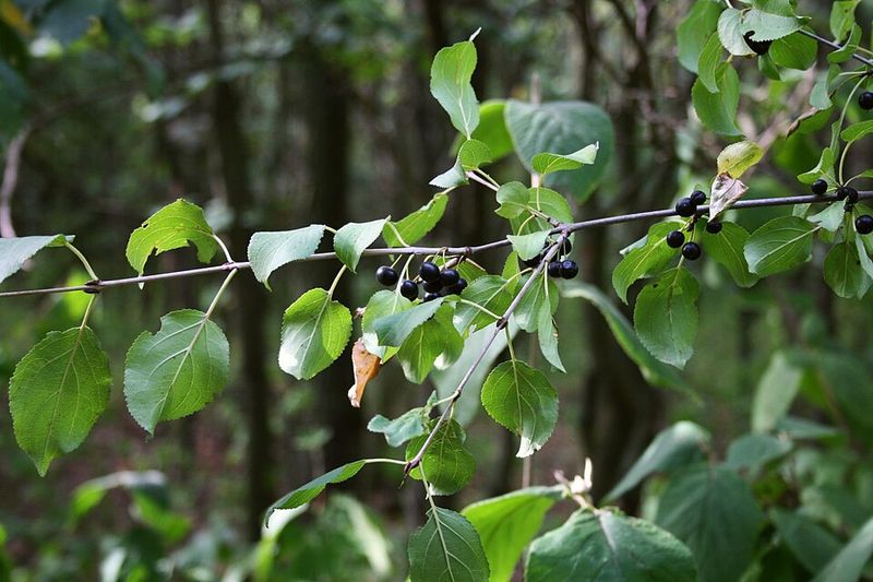 Provides Poor Nutrition For Native Birds Despite Berry Abundance