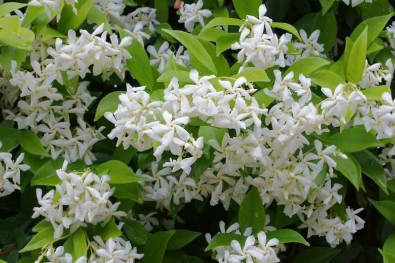 Prune After Spring Flowers Fade