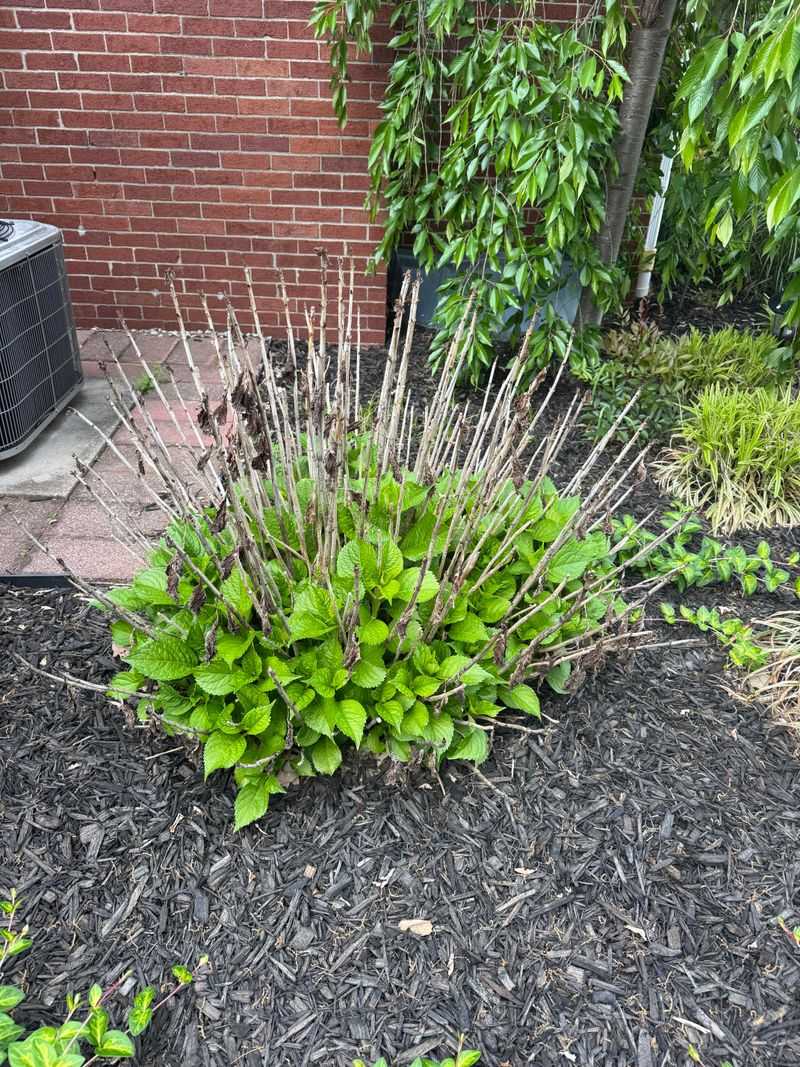 Prune At The Right Time For Your Variety Prune At The Right Time For Your Variety