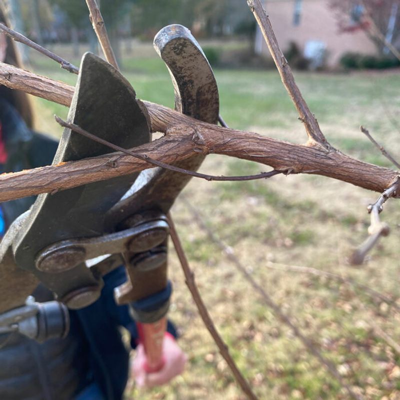Prune Back To A Side Branch Instead Of Topping