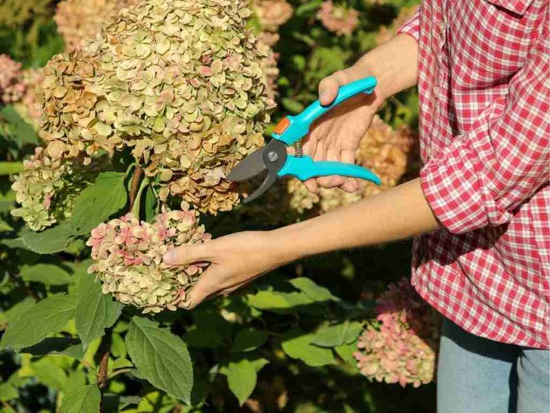 Prune Based On The Hydrangea Type