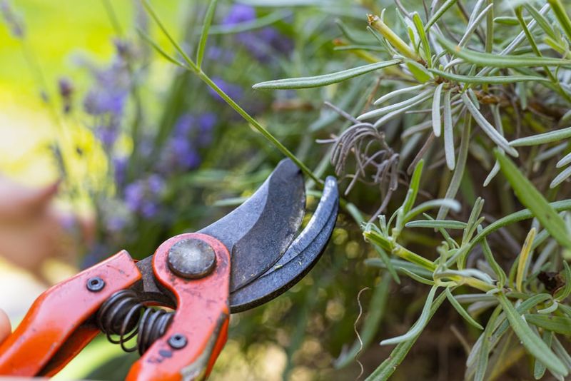 Prune Before Buds Are Too Far Along