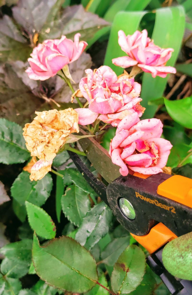 Prune Faded Blooms To Encourage More Flowers Through Summer Prune Faded Blooms To Encourage More Flowers Through Summer