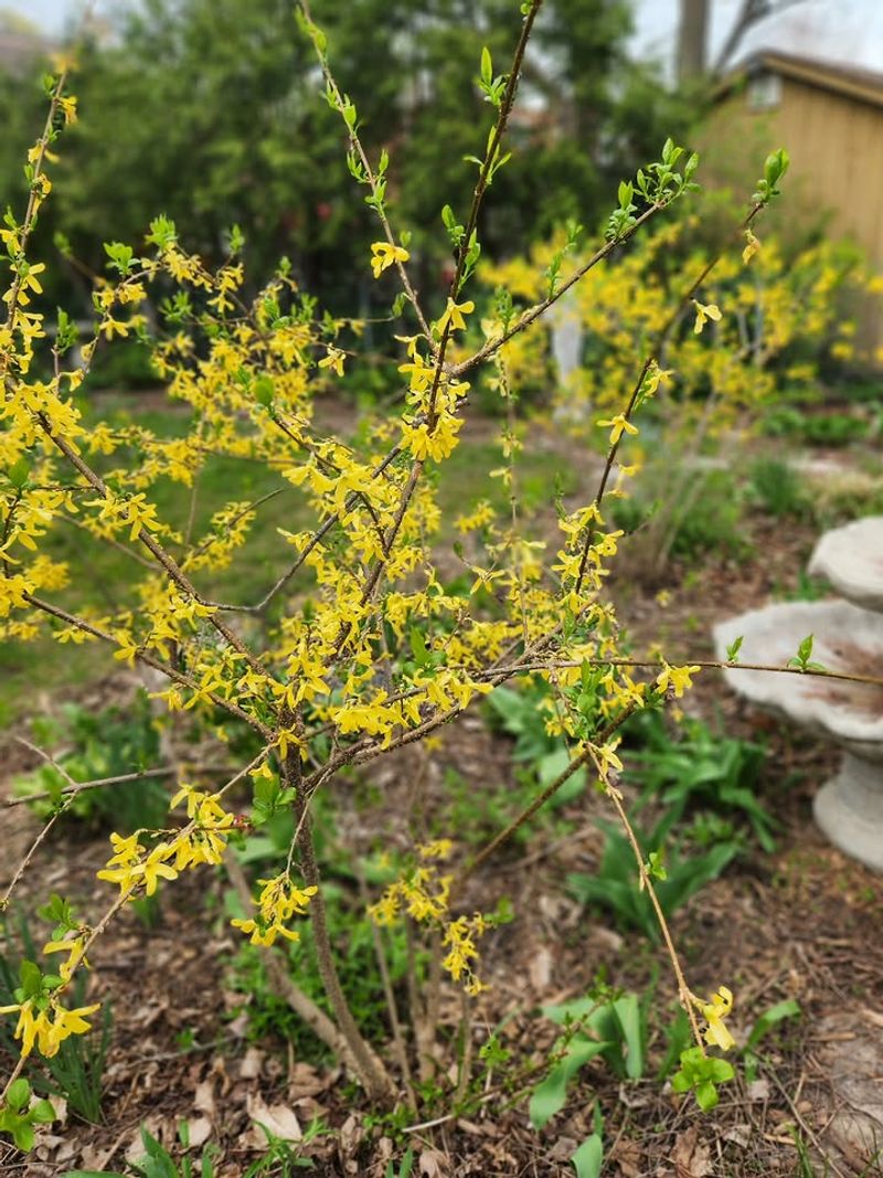 Prune Forsythia Right After The Yellow Flowers Fade